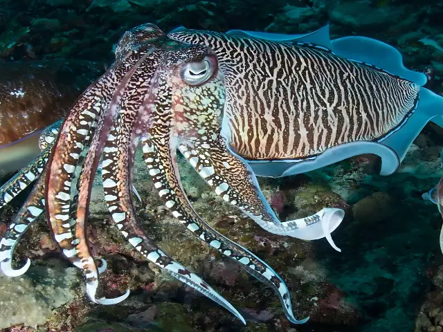 Cuttlefish – reef close-up A cuttlefish hovering above the seabed, showing its patterned body and extended tentacles.