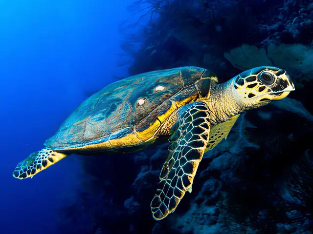 Green sea turtle – reef wall encounter A green sea turtle swimming calmly along a coral reef wall in clear blue water.