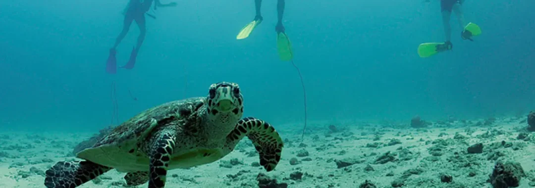 Recreational divers observing a sea turtle on a calm reef in Thailand