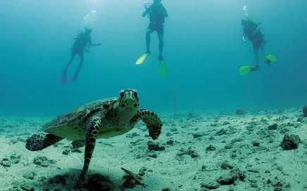 Recreational divers observing a sea turtle on a calm reef in Thailand