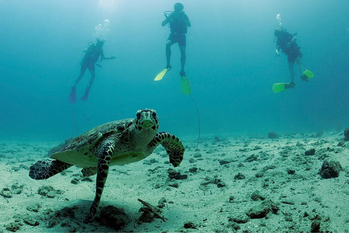 Recreational divers observing a sea turtle on a calm reef in Thailand