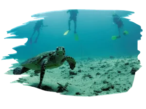 Green turtle in swimming in the ocean